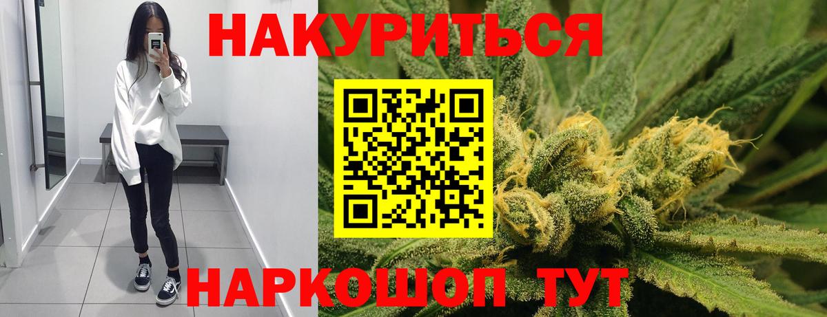 Каннабис сатива Курчалой